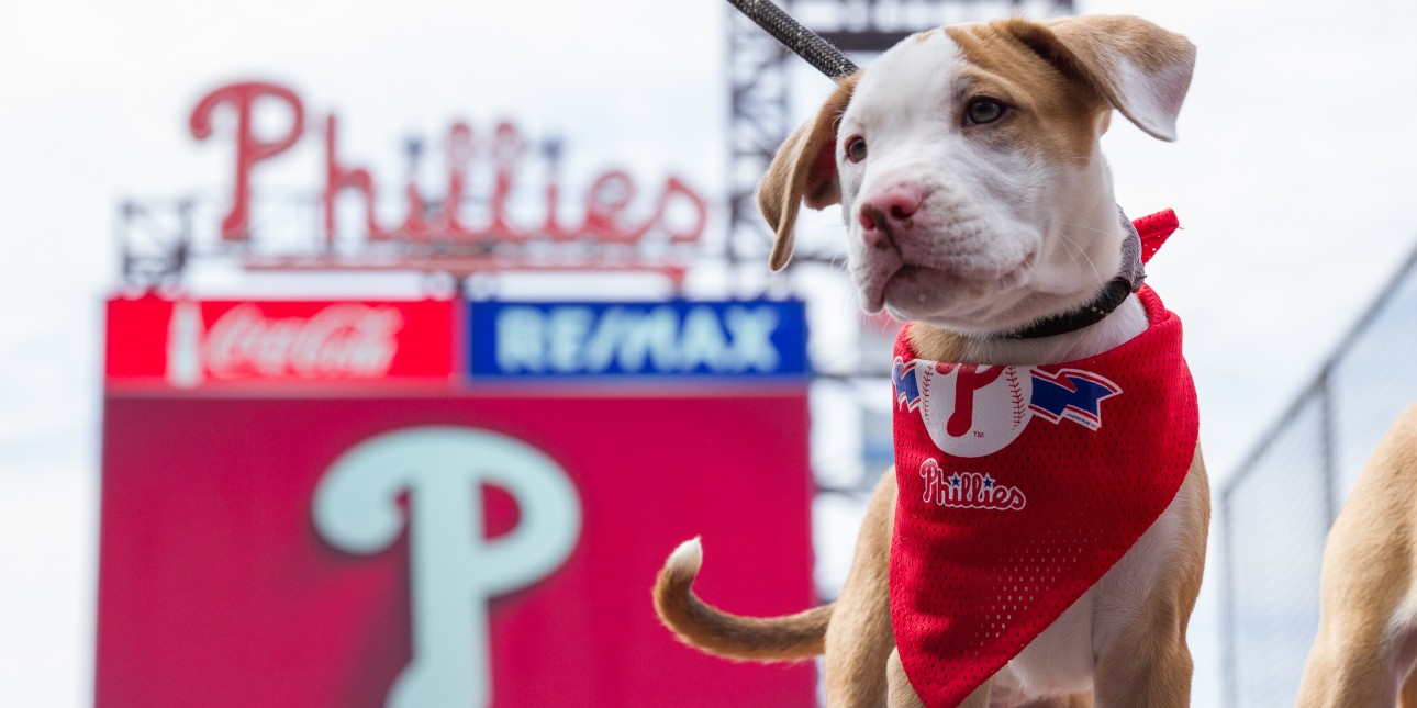 Small dog a Philadelphia Phillies cap - AI Photo Generator - starryai