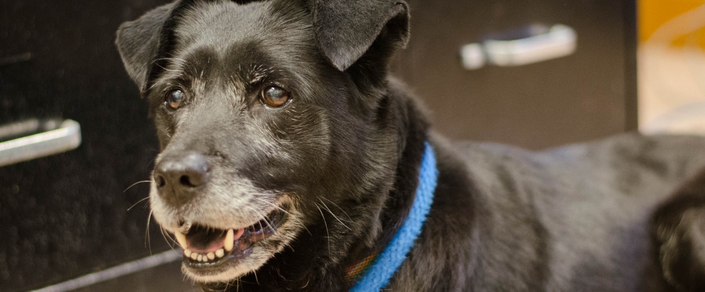 spca senior dogs