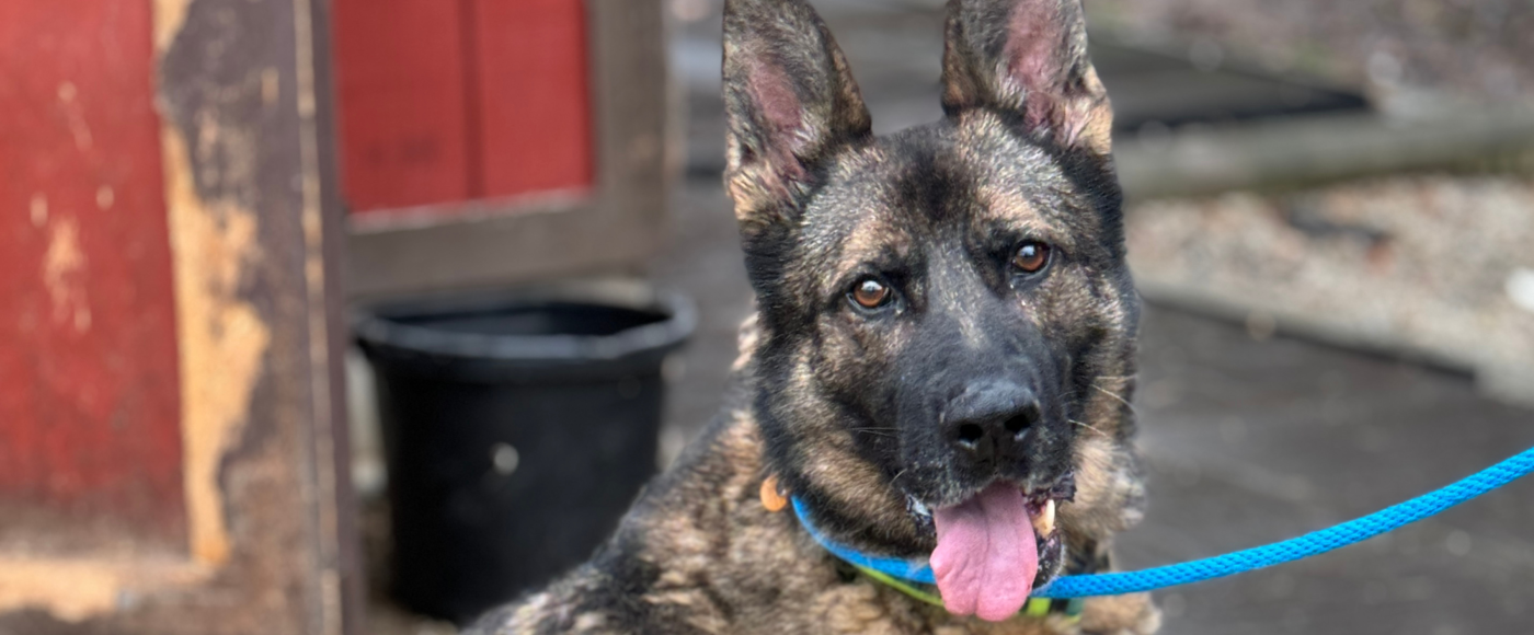 Beautiful German Shepherd