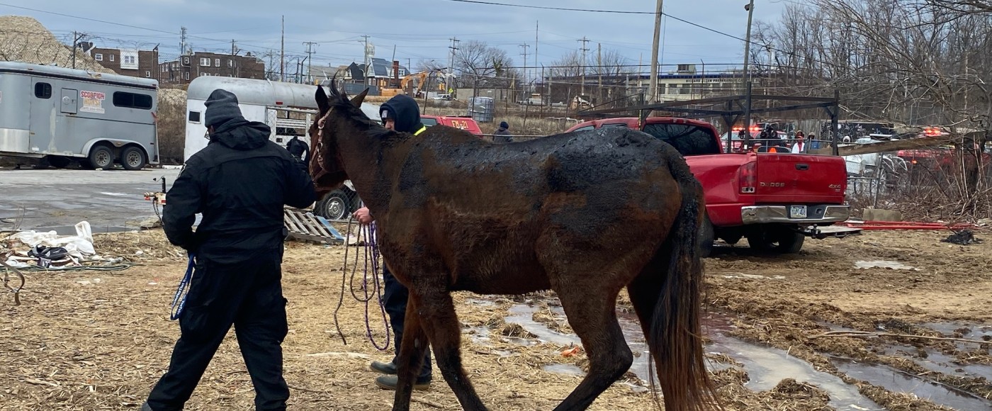 horse with officer