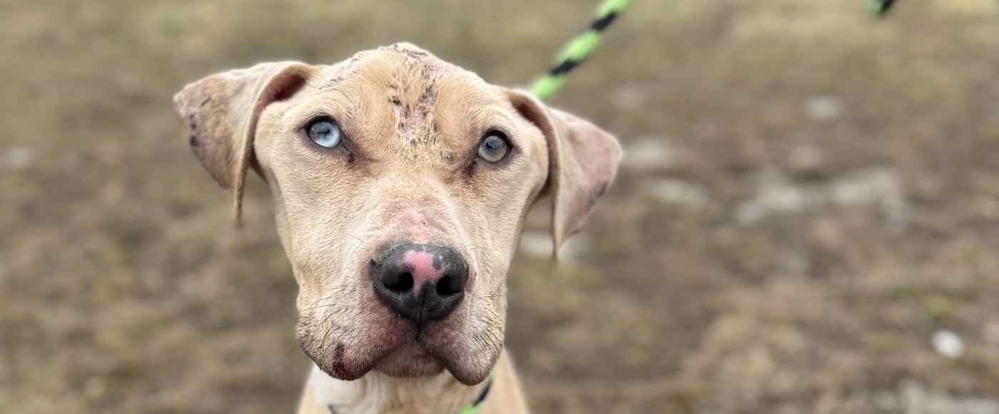 Ranger, a dog rescued from cruelty and neglect