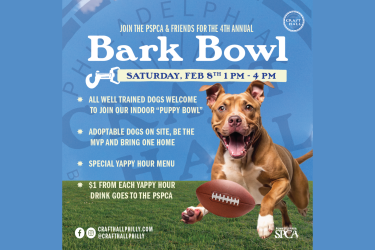 bark bowl