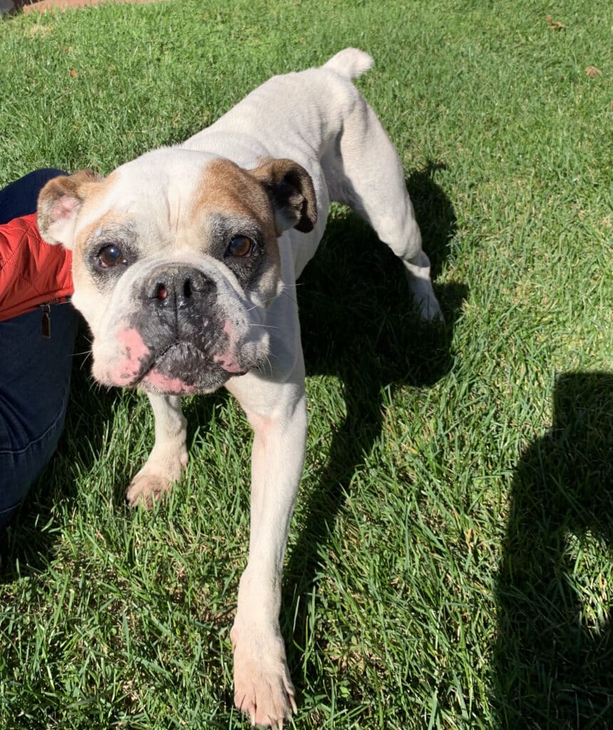 Same wheelchair dog closer up, looking at camera with bright eyes and sweet expression, white and tan coat — beautiful r