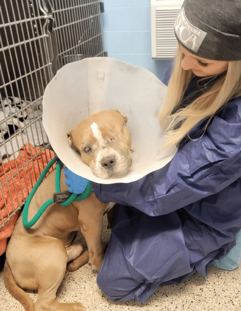 Blonde PSPCA vet tech in blue scrubs and beanie comforting a tan pit bull with a cone and facial injuries in a medical k