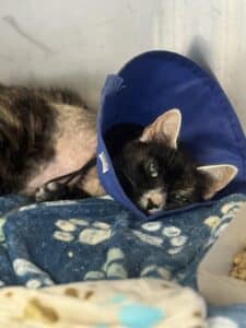 Black cat wearing a blue soft cone resting on a paw-print blanket in a shelter kennel — post-surgery recovery