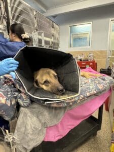 Tan pit bull peering out from inside a fabric carrier crate while a staff member in blue gloves tends to it in the shelt