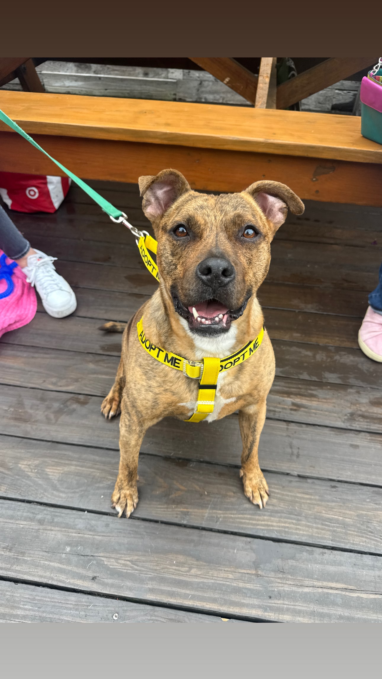 Brindle pit bull mix sitting on a wooden deck wearing a bright yellow 'ADOPT ME' harness, looking up at camera with a bi