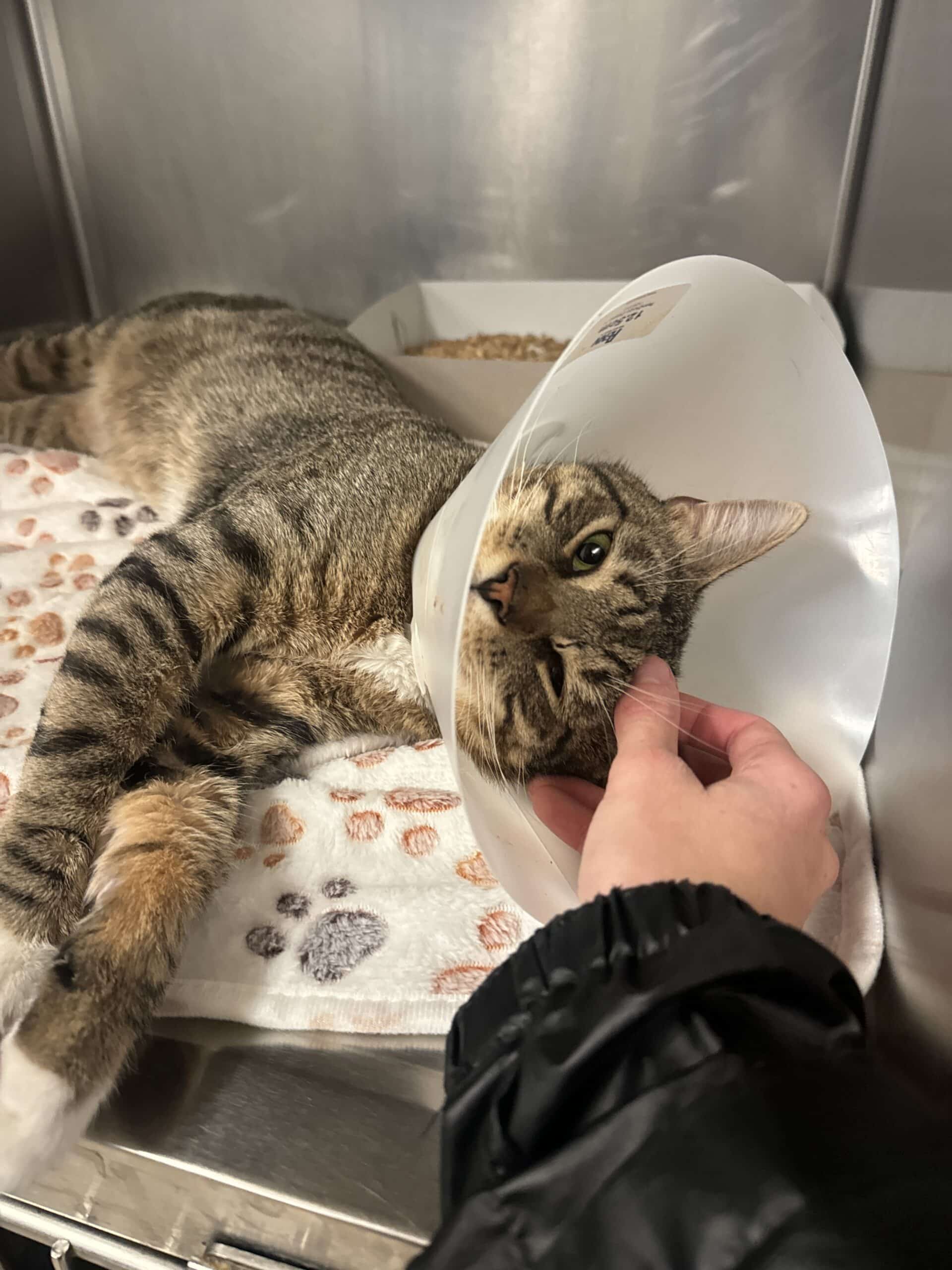 Brown tabby cat wearing a cone being gently petted by a staff member's hand in a stainless steel kennel with paw-print b