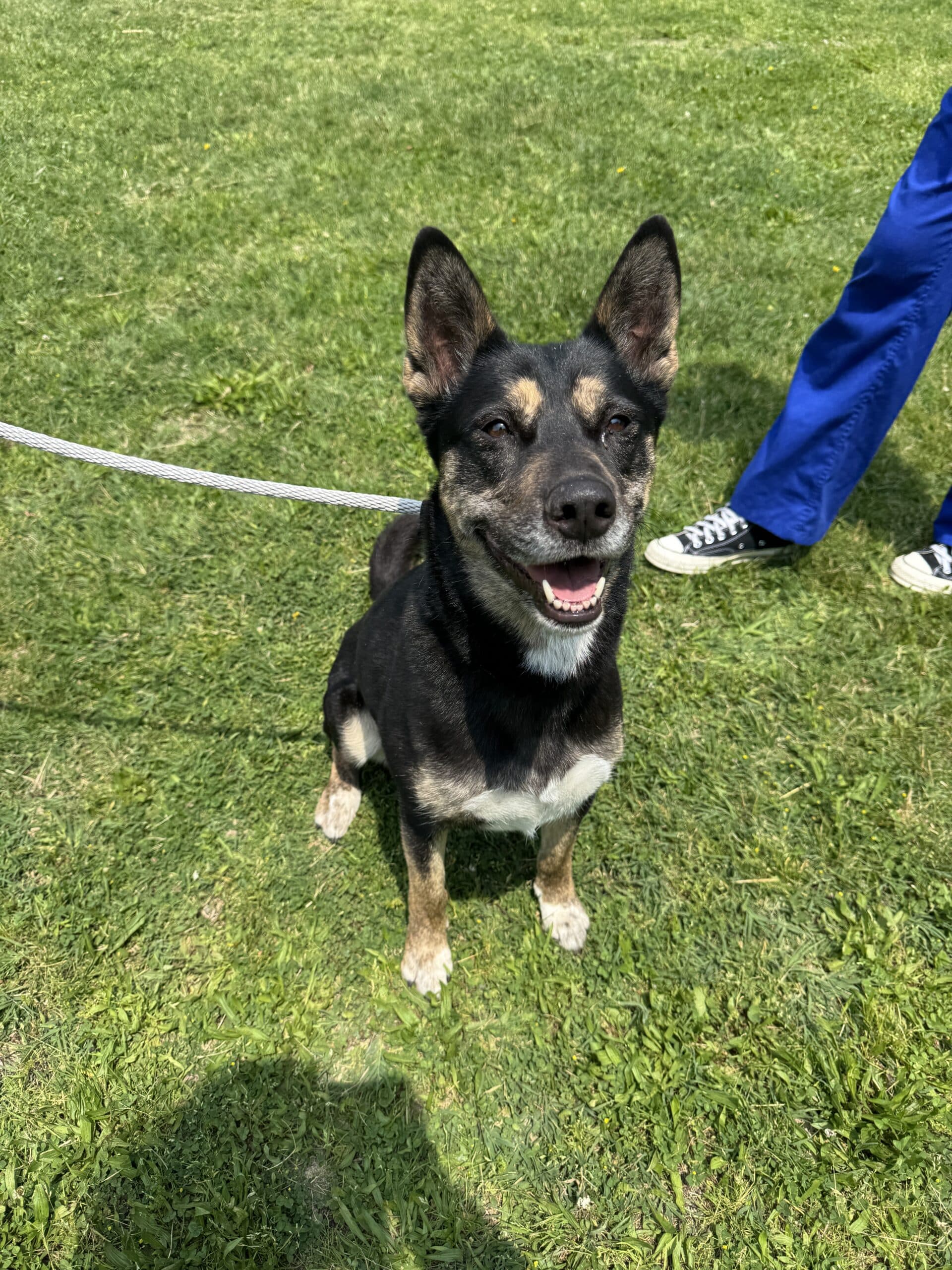 Black and tan Australian Cattle Dog mix rolling happily on its back on green grass with leash visible