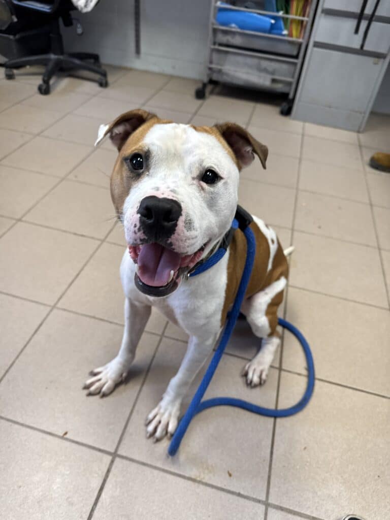 Brown and white pit bull looking up at camera with tongue out and big smile, blue leash, standing on tile floor inside t