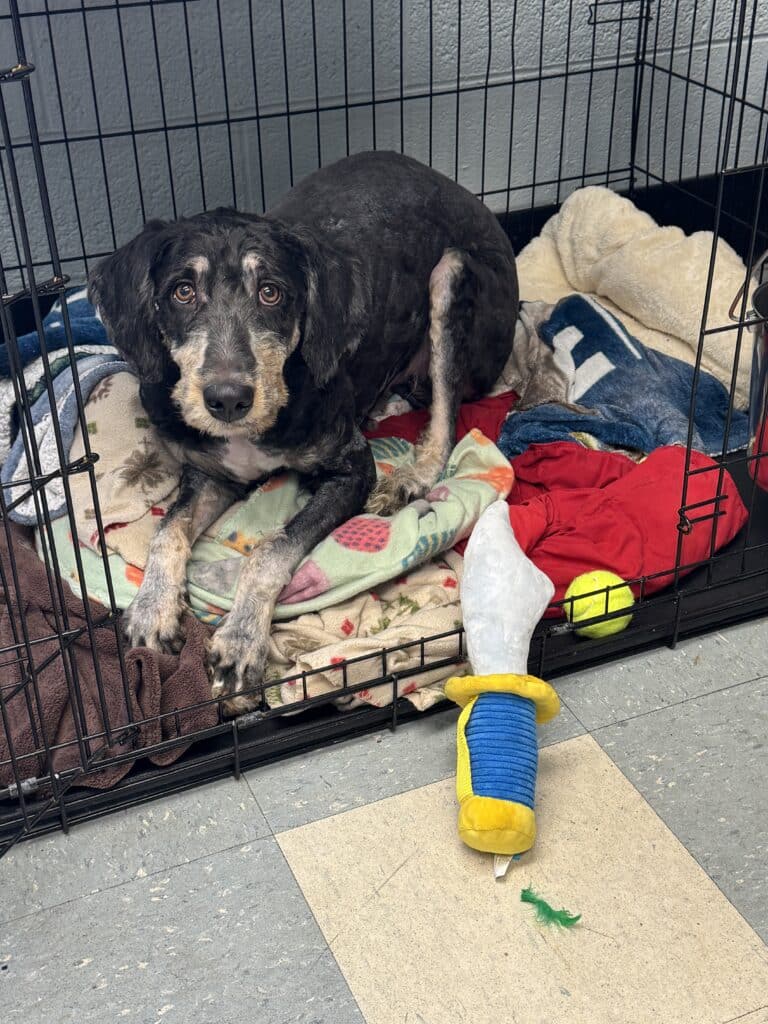 Dark brindle Cocker Spaniel mix with sad eyes lying in a wire crate surrounded by blankets and toys — medical recovery