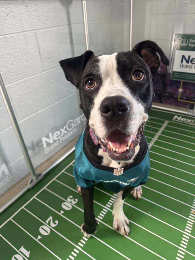 Black and white pit bull in a teal Eagles jersey grinning ear-to-ear on a football field kennel mat — irresistible Phill