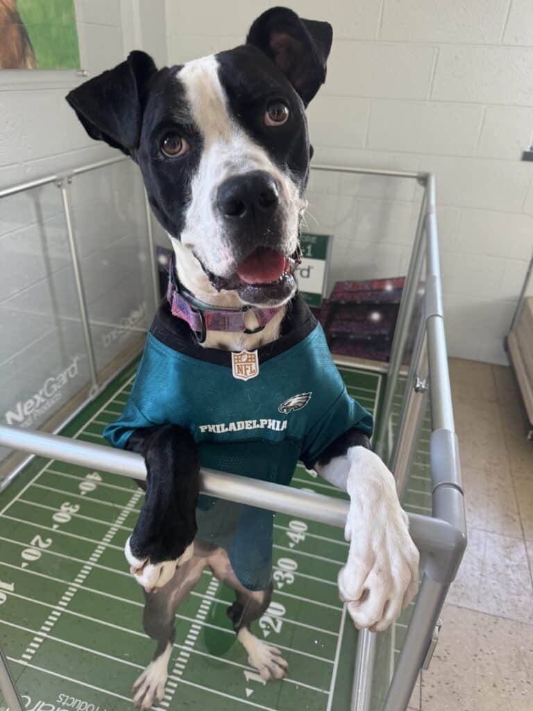 PSPCA animal photo
