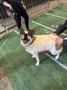 White and brown English Bulldog mix in a holiday bandana rolling on its back on a football turf kennel mat with person r