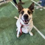 Tricolor hound-shepherd mix sitting on football turf kennel mat looking up at camera with sweet expression, red collar a