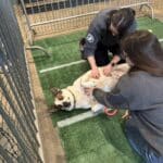 Staff member kneeling on turf giving belly rubs to a white and brown English Bulldog mix rolling on its back
