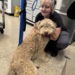 Smiling woman with grey hair holding a large golden Goldendoodle that's licking her face inside the shelter