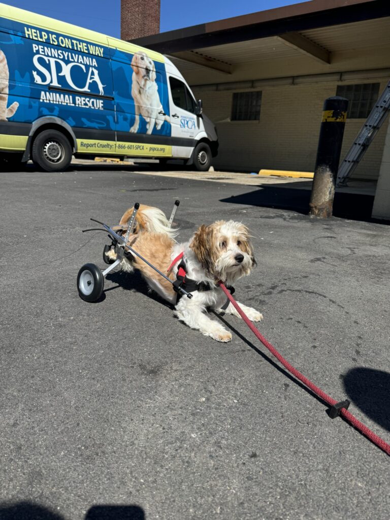 Small white and tan Shih Tzu mix in a rear-leg wheelchair rolling along the parking lot in front of a PSPCA rescue van —
