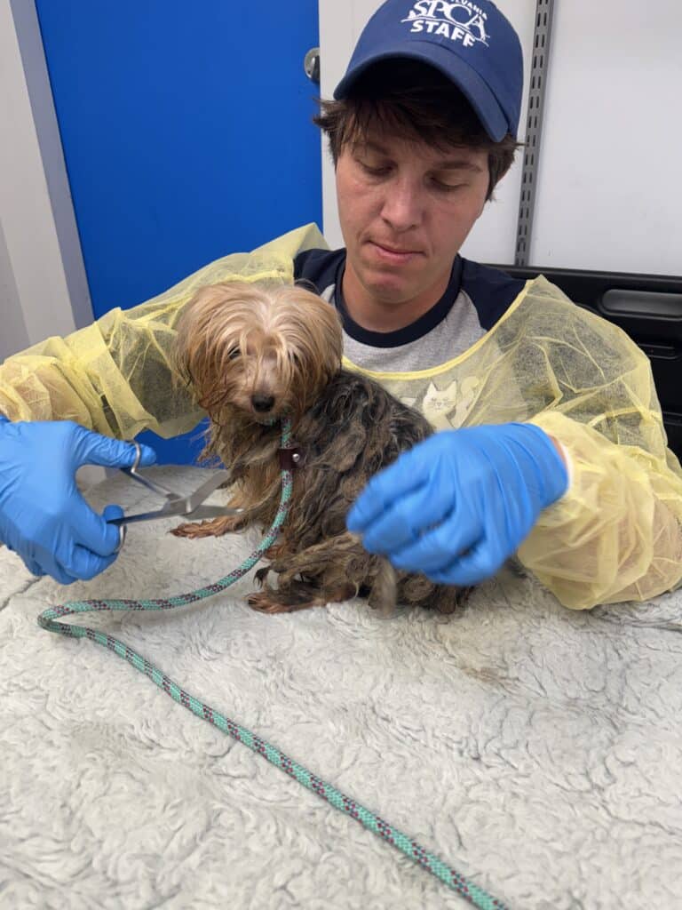 Young male staff member in PSPCA cap and yellow gown holding a tiny matted Yorkie mix on a white blanket — rescue intake