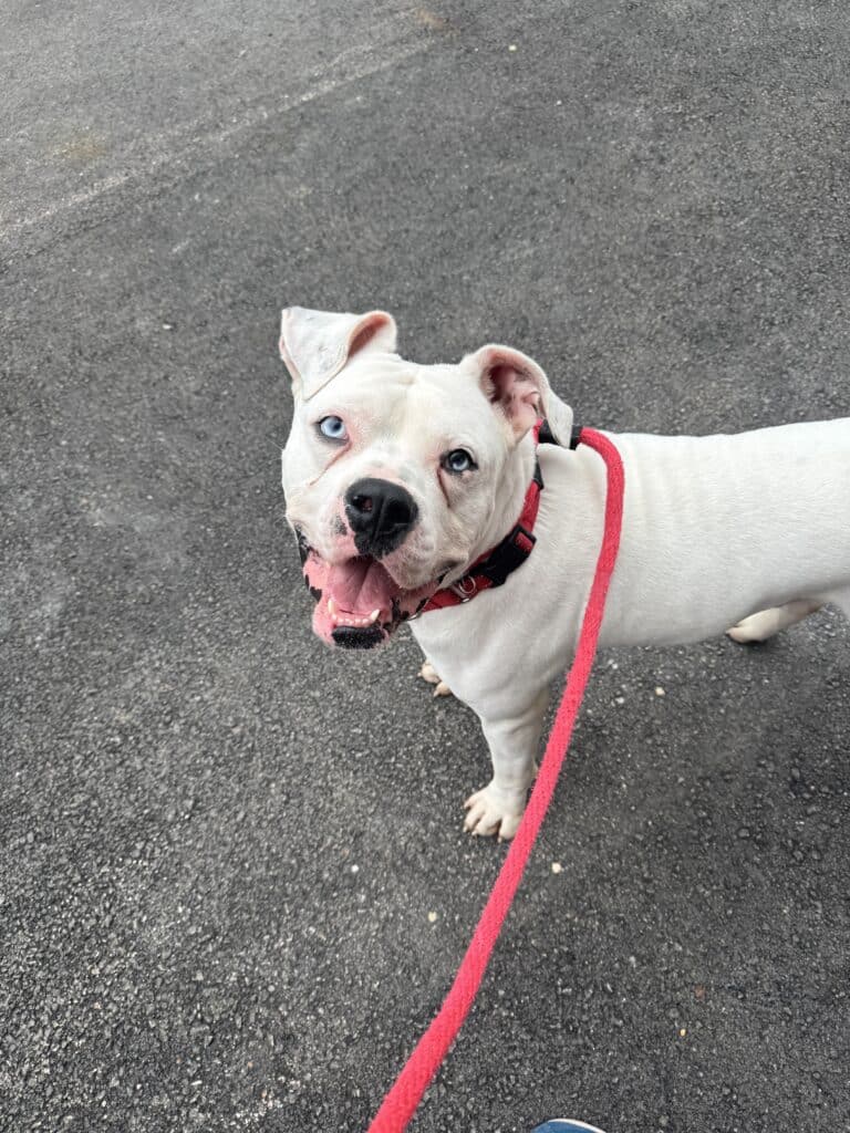 PSPCA animal photo