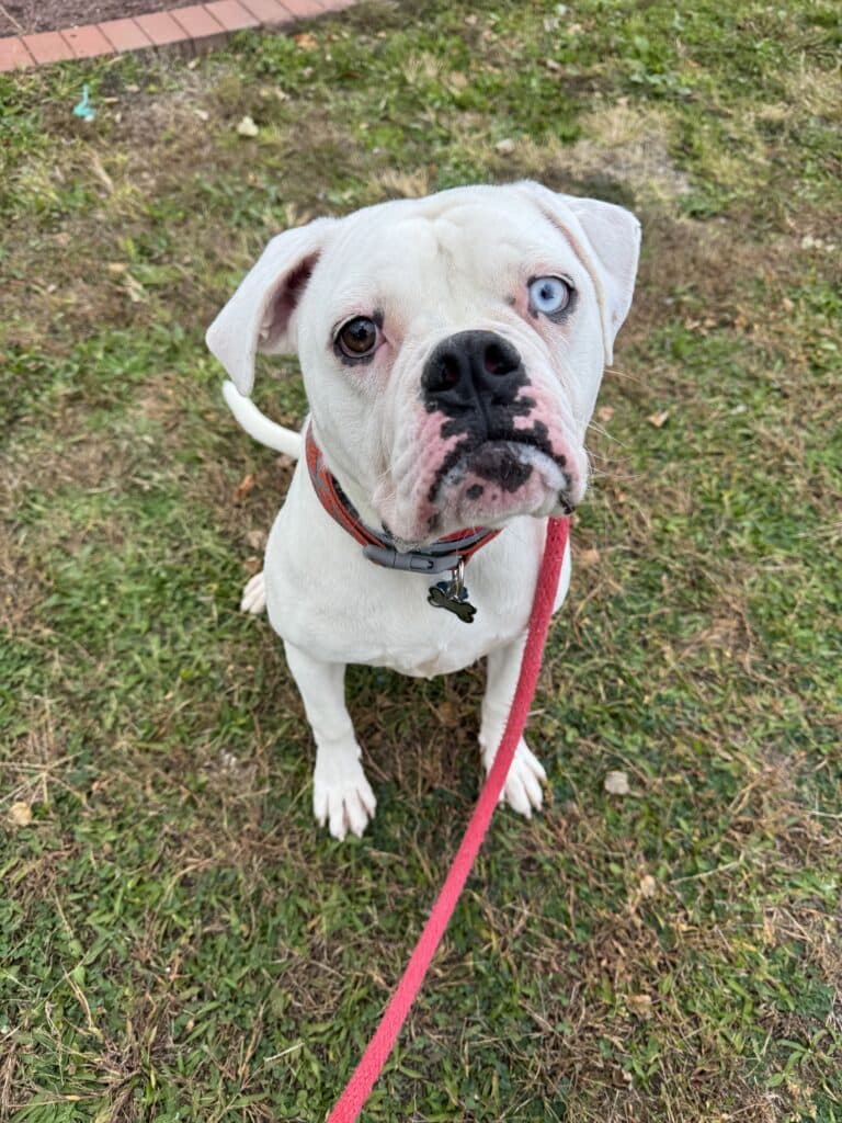 White pit bull with heterochromia (one blue, one brown eye) sitting on grass with red leash, looking up sweetly