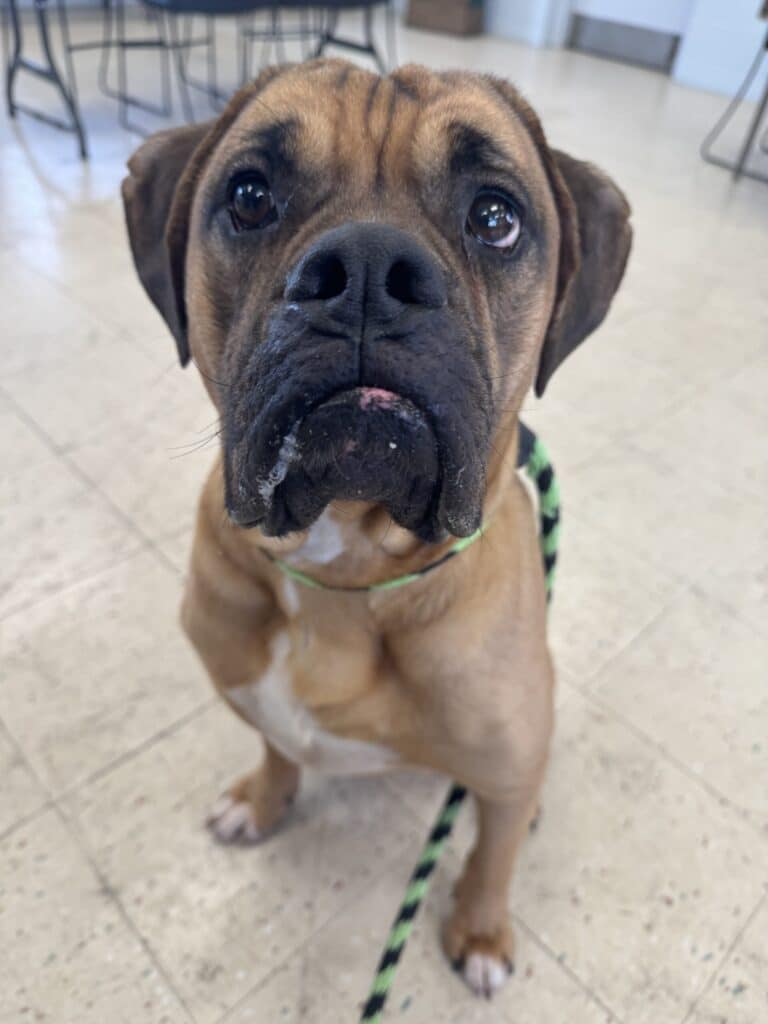 Tan and brown pit bull with green-and-black braided leash looking up at camera with big brown eyes on tile floor