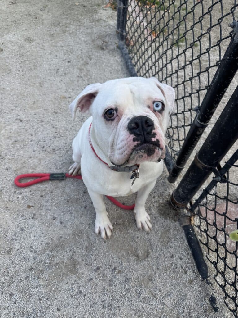 White pit bull with heterochromia and pink-spotted nose sitting on concrete by a metal fence, red leash, looking up with