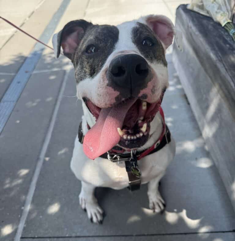 White and grey spotted pit bull with tongue hanging out on a sidewalk in dappled sunlight, red harness