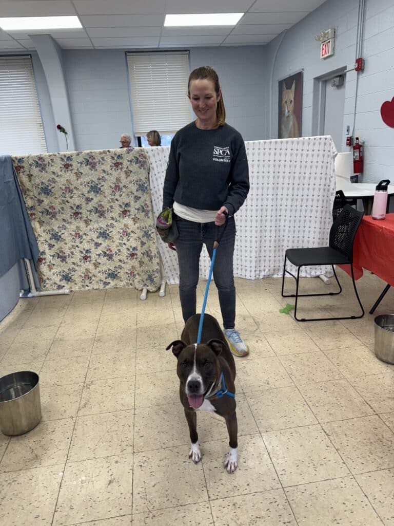 Young female staff member in PSPCA shirt standing with a tan pit bull on a blue leash in the shelter meet-and-greet room