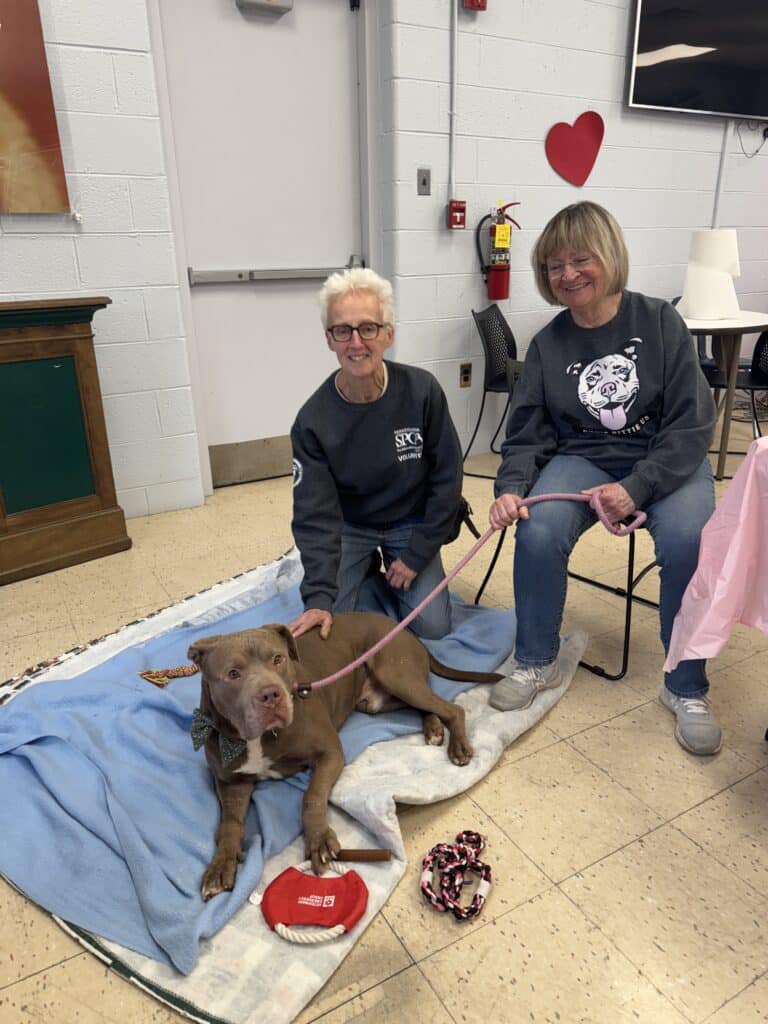 Two older female volunteers in black PSPCA shirts with a chocolate pit bull on a pink leash on a blue blanket in a commu