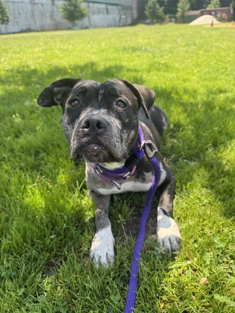 Dark blue-grey pit bull with white chest on a purple leash sitting on lush green grass, looking at camera with happy exp