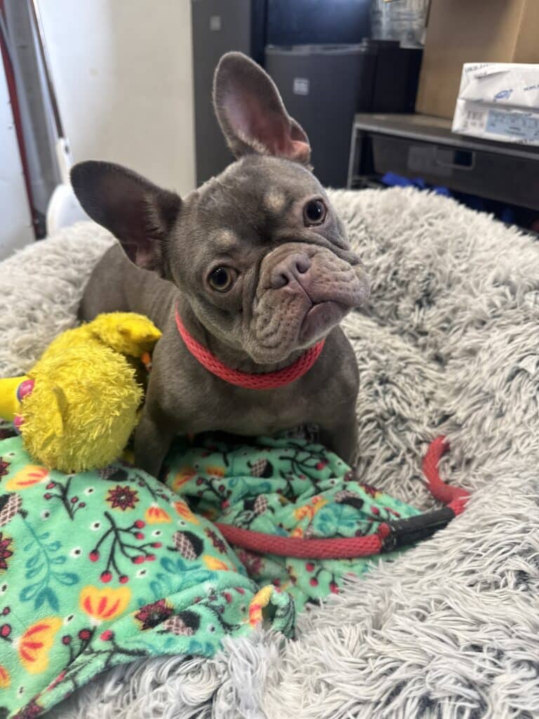 Grey French Bulldog puppy with big round eyes and red collar sitting in a fluffy grey bed with a yellow duck toy and flo