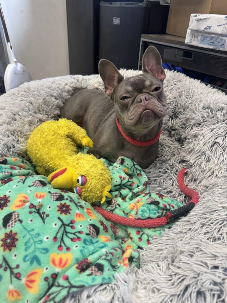 Same grey French Bulldog puppy looking up from fluffy bed with yellow duck toy, slightly different angle — charming shel