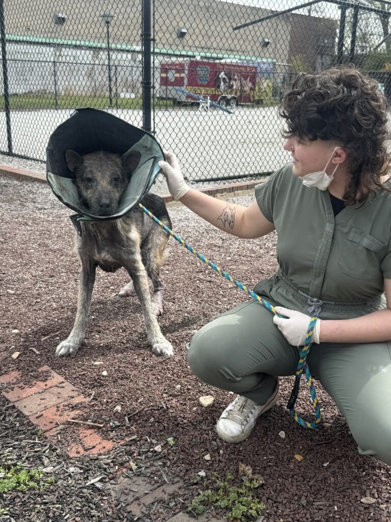 Two staff members with masks and gloves walking a grey pit bull on a blue leash through a gravelly outdoor kennel area
