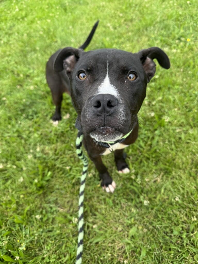Black pit bull puppy with white chest blaze sitting on bright green grass looking up at camera with sweet brown eyes and