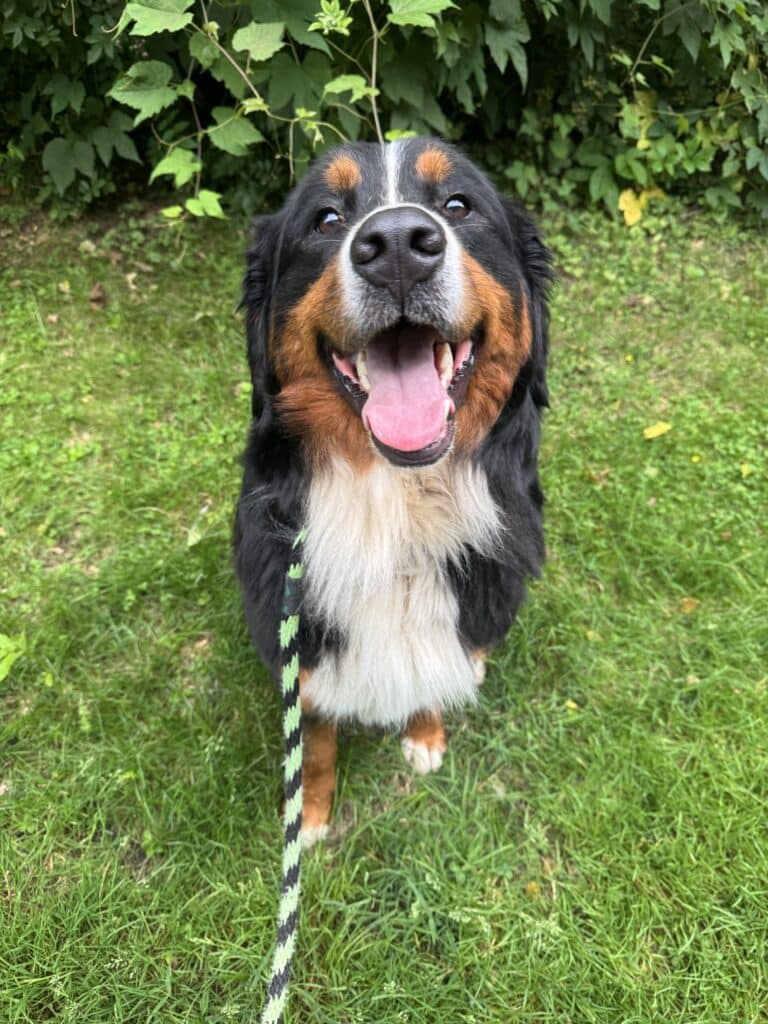 PSPCA animal photo