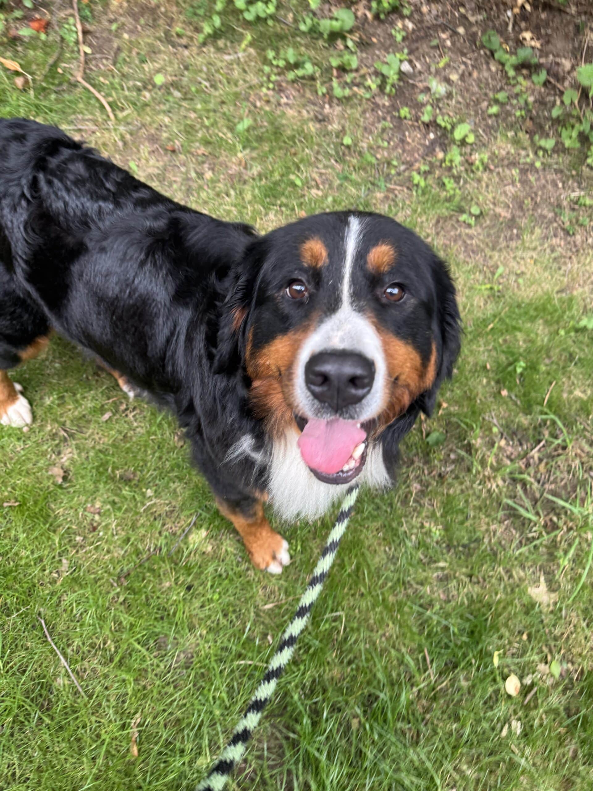 Bernese Mountain Dog looking up at camera with tongue out and paw raised, playful close-up on grass