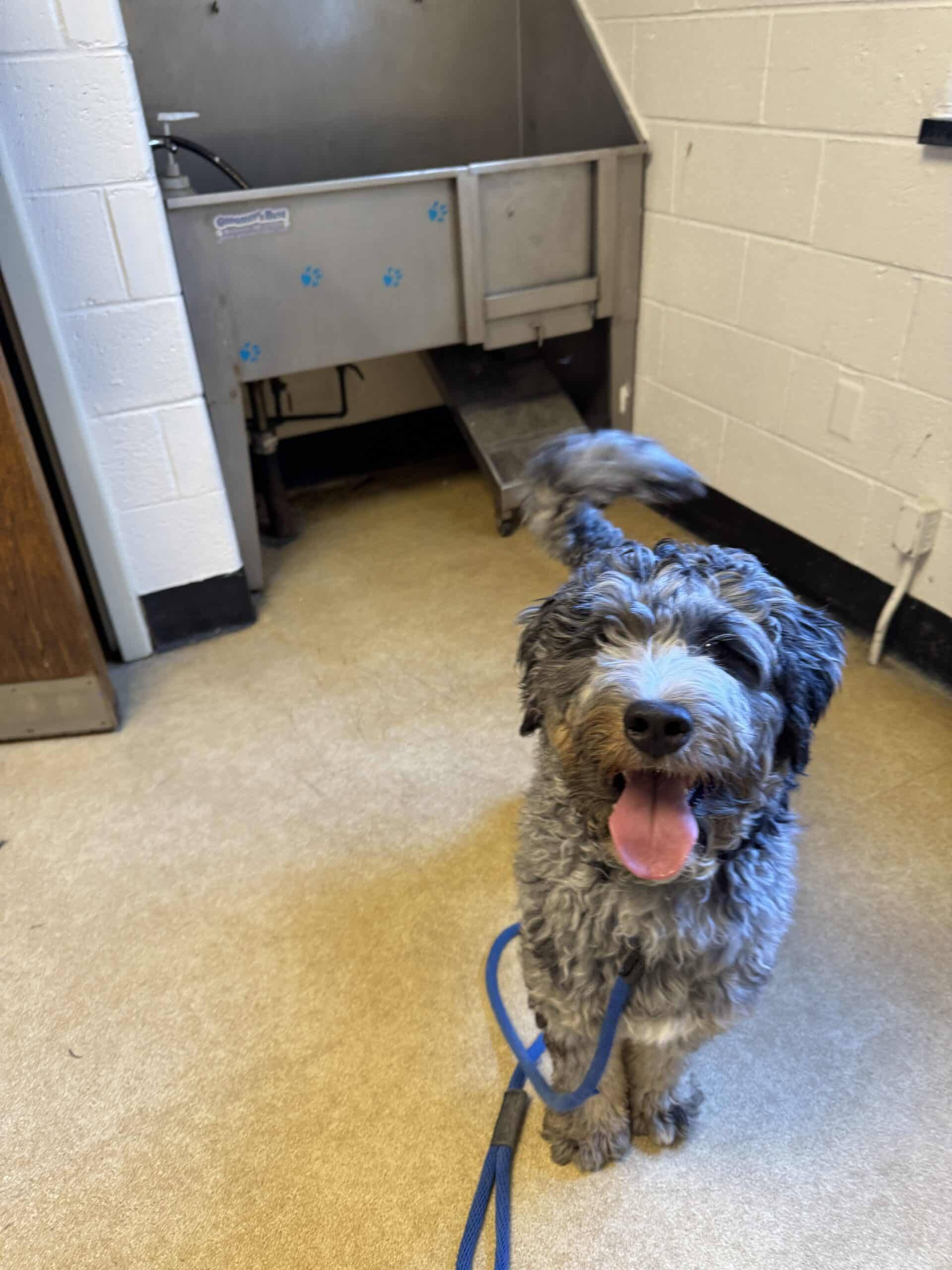 Grey curly-haired doodle mix standing in a shelter kennel with tongue out, blue leash visible