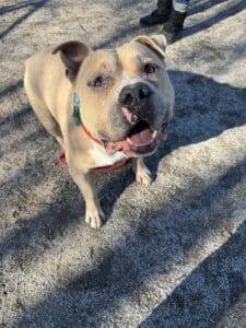 Tan and white pit bull looking up at camera with big smile and tongue out, wearing a red collar outdoors on concrete