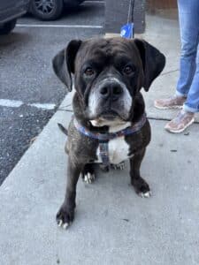Dark grey and white pit bull sitting on a sidewalk looking up at camera with soulful eyes, colorful collar