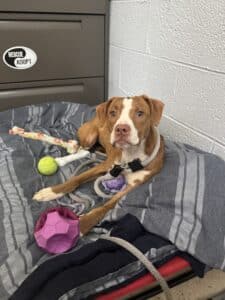 Brown and white pit bull puppy lying on a grey blanket in a shelter kennel surrounded by toys, wearing a rope leash