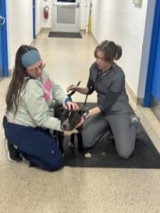 Two staff members kneeling with a dark pit bull in a shelter hallway, one wearing a PSPCA hoodie
