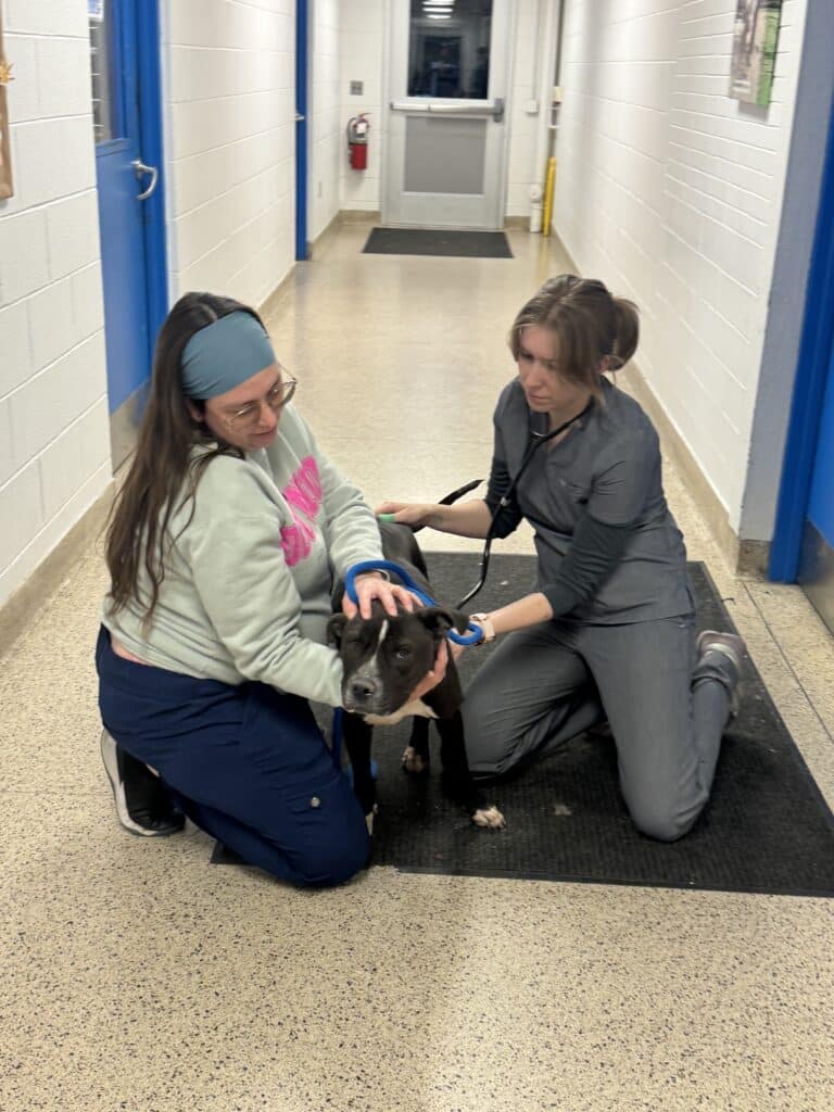 Same two staff members with dark pit bull from slightly different angle in the shelter hallway