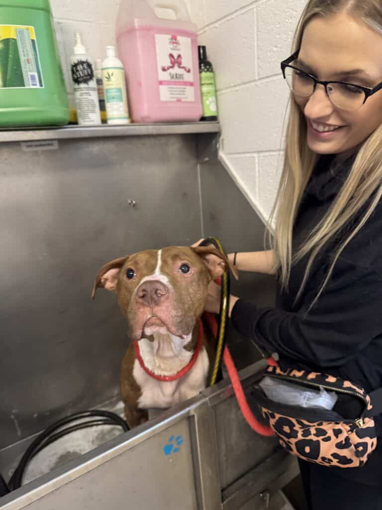 Smiling blonde staff member in leopard print with a brown pit bull on a grooming or exam table at the shelter
