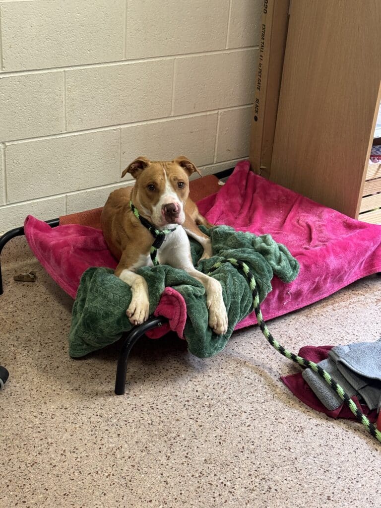 Brown and white pit bull in a green dragon costume sitting on a pink blanket in a shelter kennel, tongue out