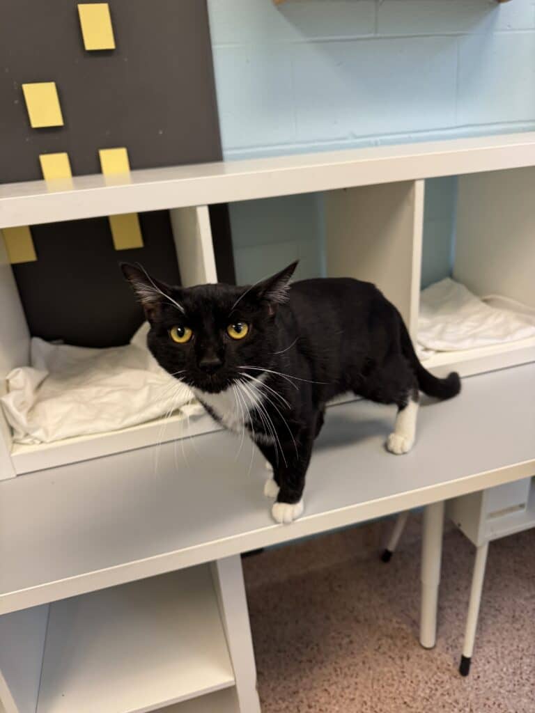 Striking black and white tuxedo cat with bright yellow eyes standing alert on a shelf in the shelter cat room