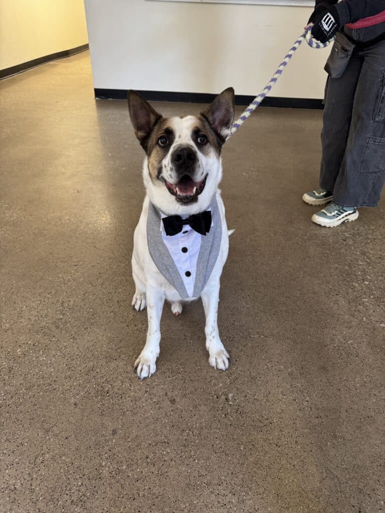 White and brindle pit bull wearing a grey tuxedo vest with bow tie, sitting and smiling at camera
