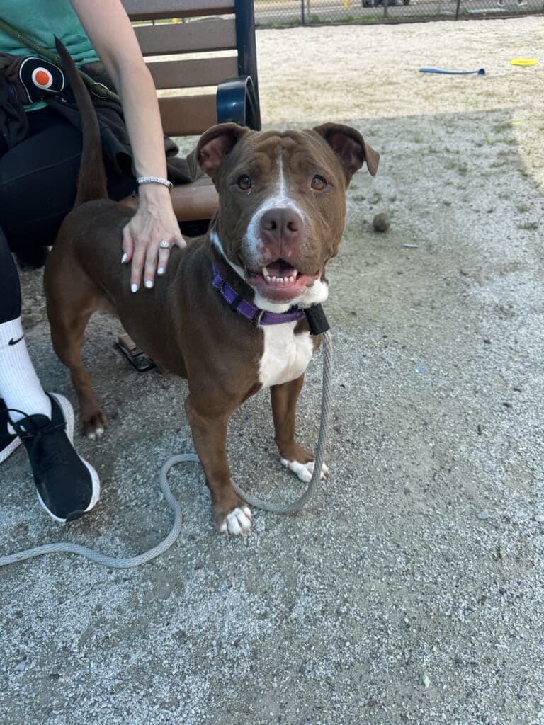 PSPCA animal photo