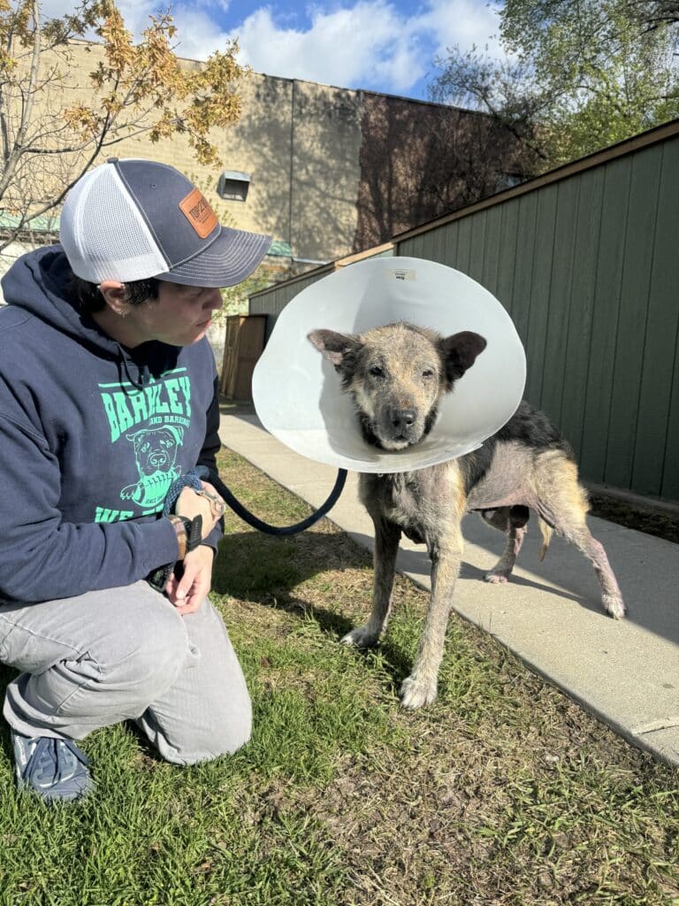 Grey brindle dog wearing a cone of shame sitting on grass next to a person in a Harley hoodie — post-surgery recovery