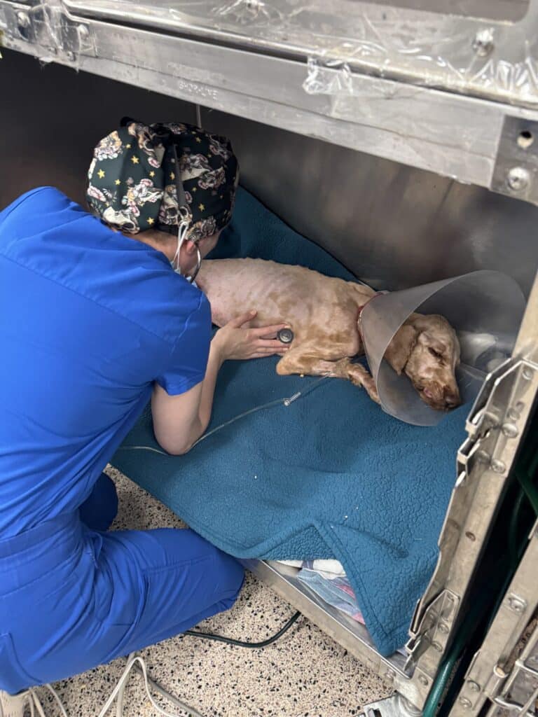 Veterinary staff member in blue scrubs comforting a thin dog with a cone on a blue mat in a medical kennel — powerful re